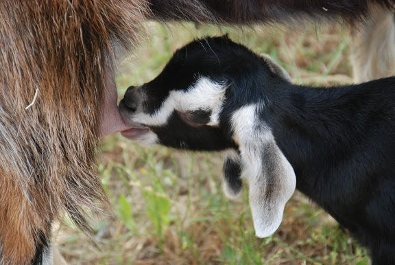 Yarok Az - Ecolodge Farm Ilaniya Bagian luar foto
