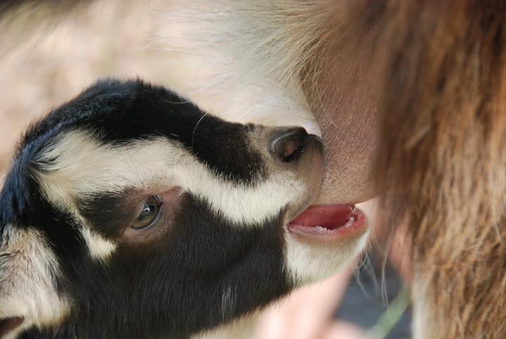 Yarok Az - Ecolodge Farm Ilaniya Bagian luar foto